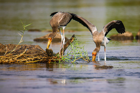 Birdwatching Safari - Chobe River (with Expert Guide)