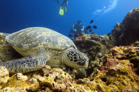 Moalboal : Scuba Diving Sardine Run and Turtle Chasing Scuba Diving: Sardine Run, Turtle Chasing &Pescador Island