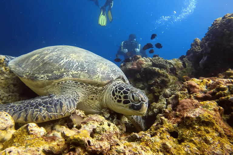 Moalboal : Scuba Diving Sardine Run and Turtle Chasing Scuba Diving: Sardine Run, Turtle Chasing &Pescador Island