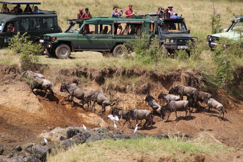 Esperienza di safari di 4 giorni nel Masai Mara e nel lago Nakuru