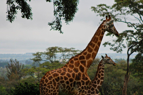 Nairobi: Giraffes, Karen Blixen & Cultural Rhythms