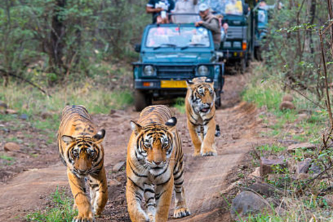 From Delhi: Golden Triangle Private Tour with Safari 7-days Golden Triangle Tour without Hotels & Tickets