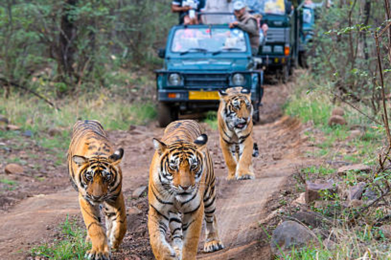From Delhi: Golden Triangle Private Tour with Safari 7-days Golden Triangle Tour without Hotels & Tickets