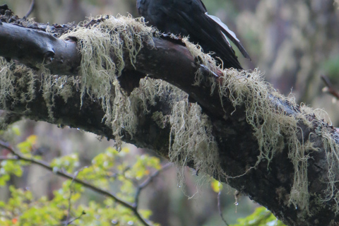 San Martín de los Andes: a 4x4 guided tour to the Mallin