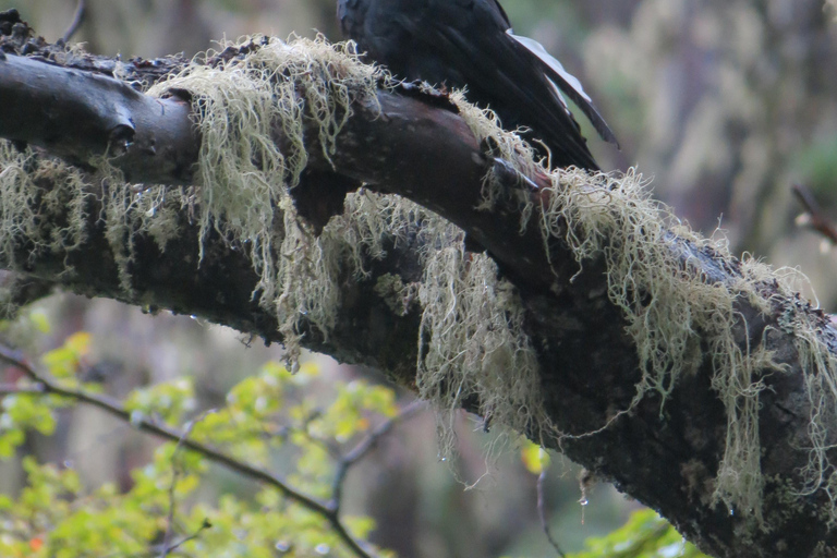 San Martín de los Andes: a 4x4 guided tour to the Mallin