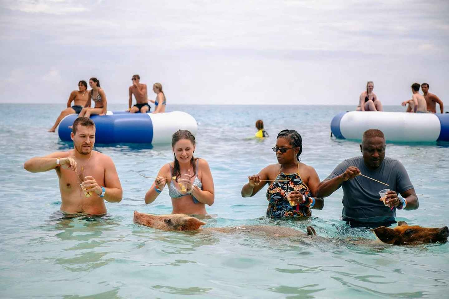 Nassau: Swimming Pigs of Rose Island Water Taxi - Nassau: Swimming Pigs of Rose Island Water Taxi