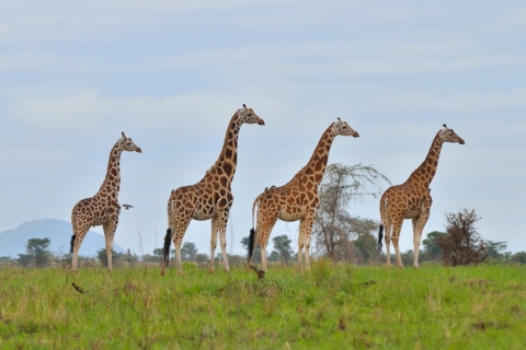 10 jours de visite en Ouganda et safari primates