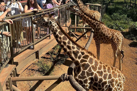 Nairobi: Giraffe Center Day Trip