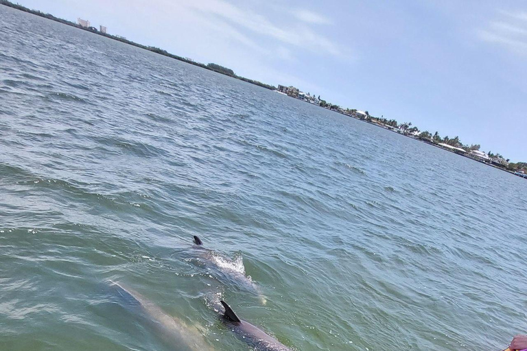 Cocoa Beach: Dolphin & Manatee Small Group Eco Boat Tour