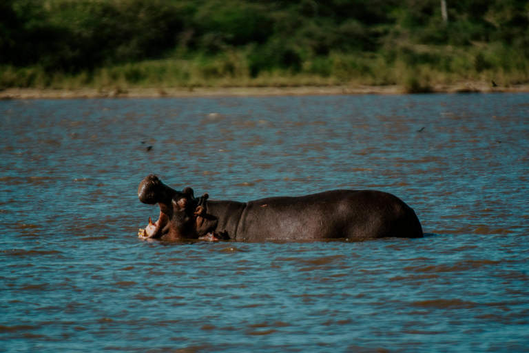 Arusha: Lake Manyara National Park Day Trip with Pickup