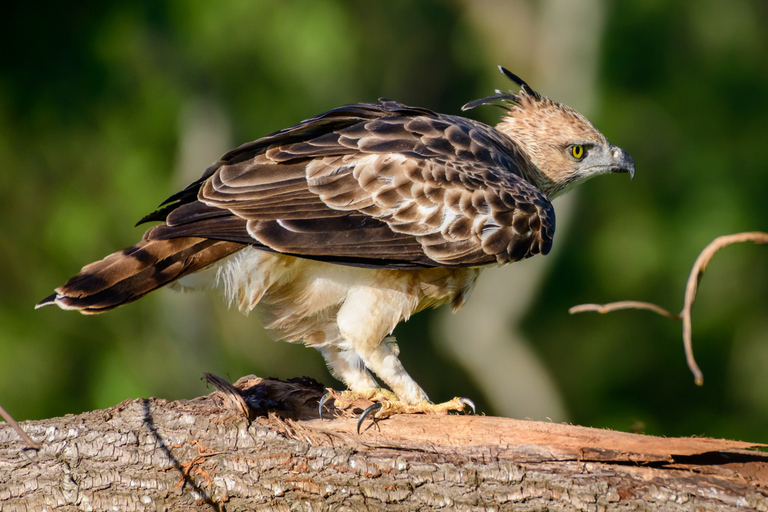 From Kandy: 4-Day Sri Lanka Hill Country Tour with Udawalawe