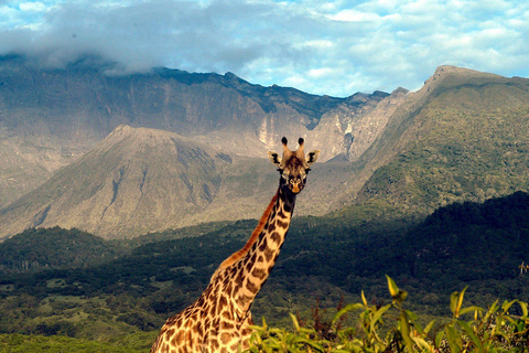 Arusha : safari de 6 jours en Tanzanie avec 2 nuits dans le SerengetiArusha : Safari de 6 jours en Tanzanie avec 2 nuits dans le Serengeti