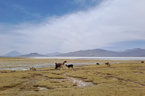 Arequipa: Sillar Route, Quarries + Culebrillas Trekk