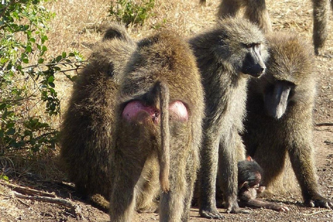 Nairobi: Ol Pejeta Conservancy Day Trip with Game Drives