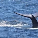 San Diego: crociera per avvistare le balene e dei delfini