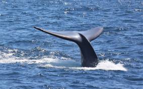 San Diego: Whale Watching Cruise