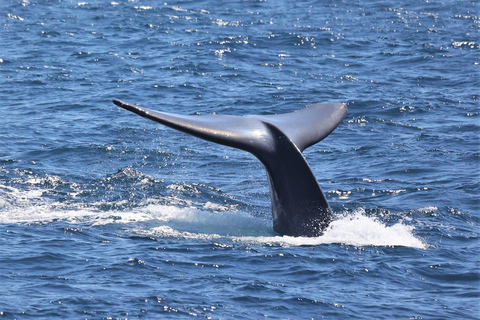 San Diego: Whale-Watching-Bootsfahrt