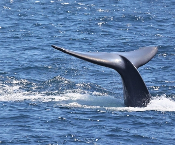 San Diego: Whale Watching Cruise