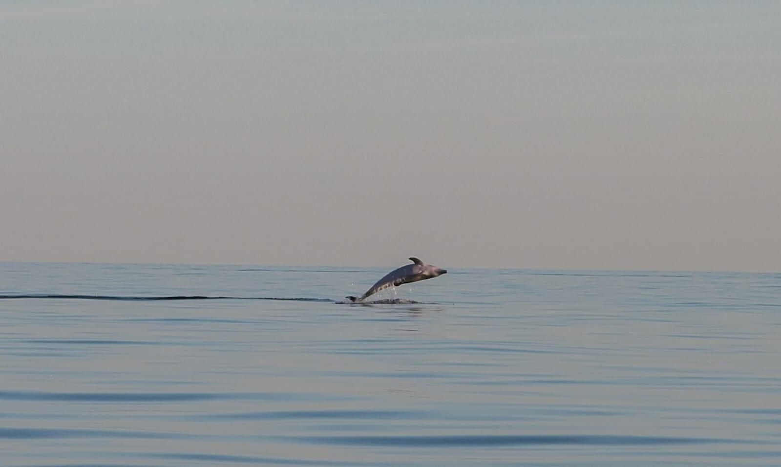 Delfinsafari jeden Morgen und Abend