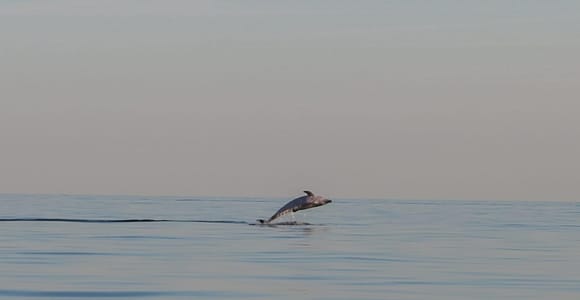 Delfinsafari jeden Abend