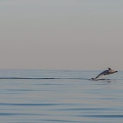 Delfinsafari jeden Morgen und Abend