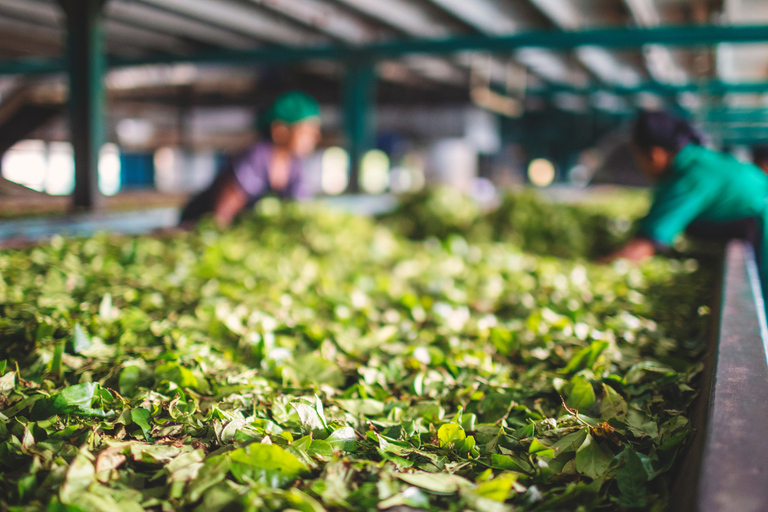 Negombo to Kandy: Pinnawala/ Tea Factory (private Tour)