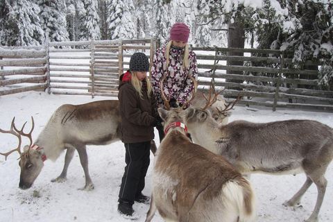 Rovaniemi: Husky- und Rentierfarm mit Schlittenfahrt