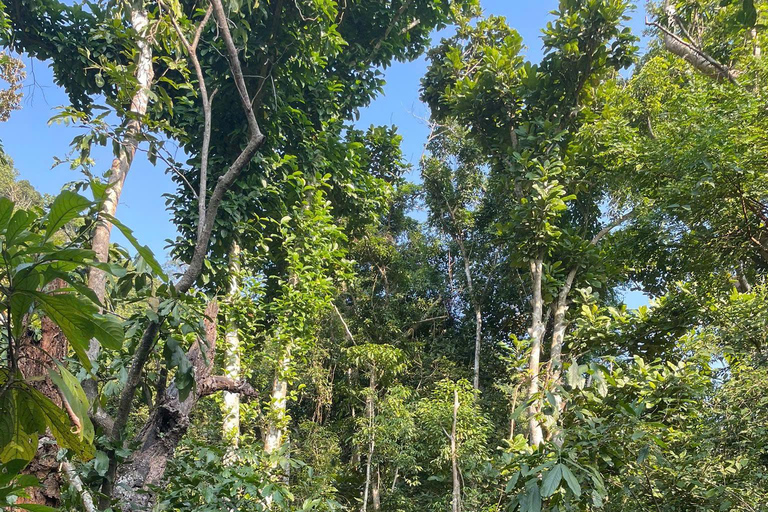 Half day Hiking Cat Ba National Park With guide