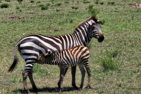 1 dzień Masai Mara Game Drive1-dniowa gra w Masai Mara