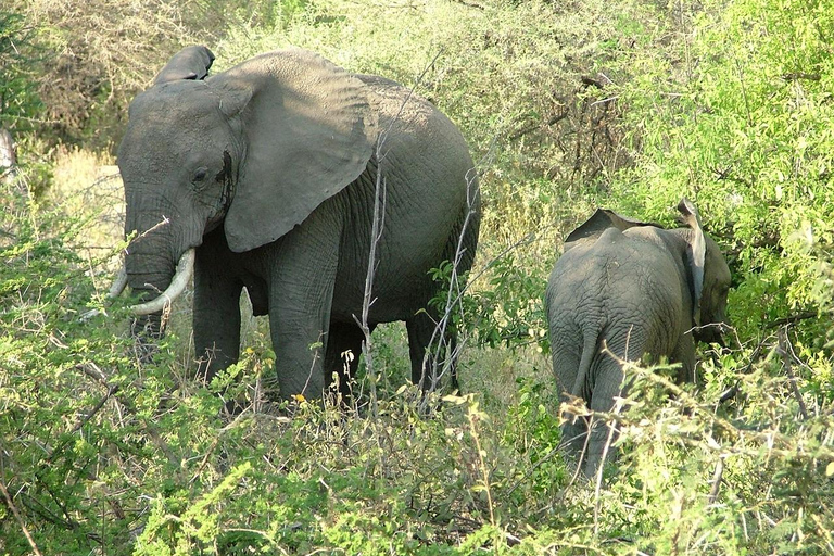 8-Day Group budget Safari Through Kenya and Tanzania