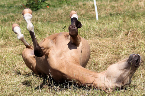 Thessaloniki: Horse Riding Escape with Farm