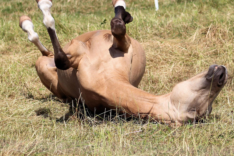 Thessaloniki: Horse Riding Escape with Farm