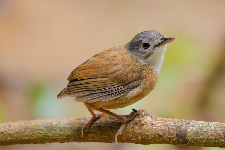 Puerto Princesa: Full-Day Birdwatching Tour with Guide