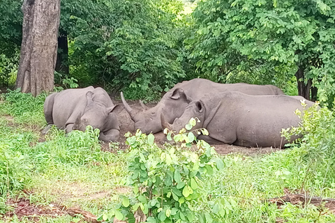 Safari des rhinocérosSafari en 4x4 et promenade à dos de rhinocéros