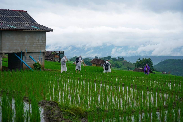 Doi Inthanon, Pa Bong Piang & Royal Project Tour
