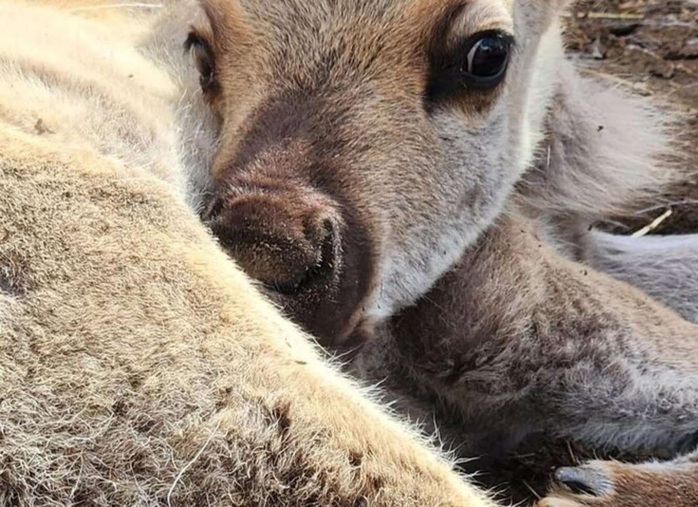 Hatcher Pass og rensdyr-eventyr – afhentning ved ankerplads