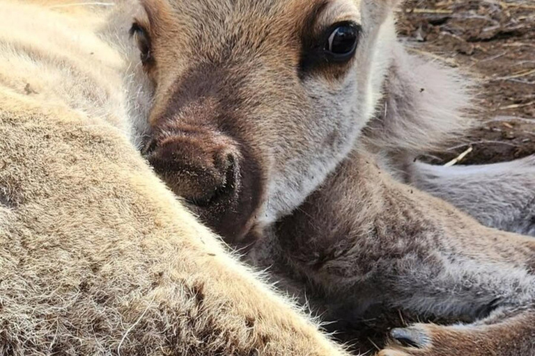 Hatcher Pass & Reindeer Adventure Tour – Anchorage Pickup