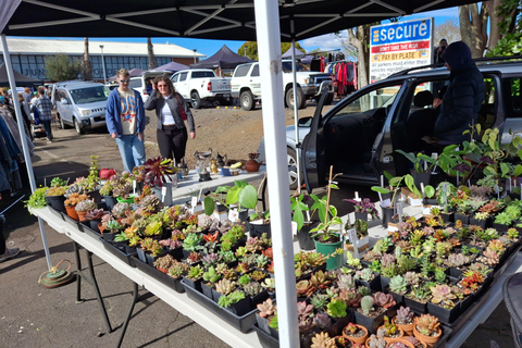 Auckland: mercati domenicali e passeggiata sul mareAuckland: mercati domenicali e passeggiate sul mare