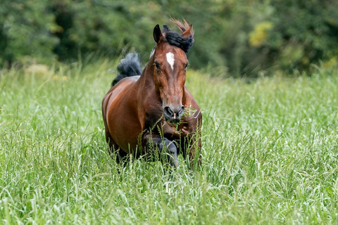 Bogotá: Paso Fino Horse Ranch Visit with Guide