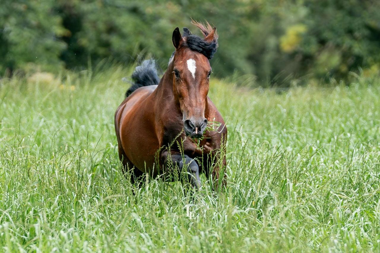 Bogotá: Paso Fino Horse Ranch Visit with Guide