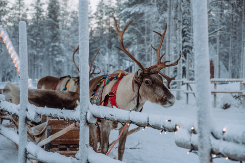 Rovaniemi: viaggio con le renne di Apukka