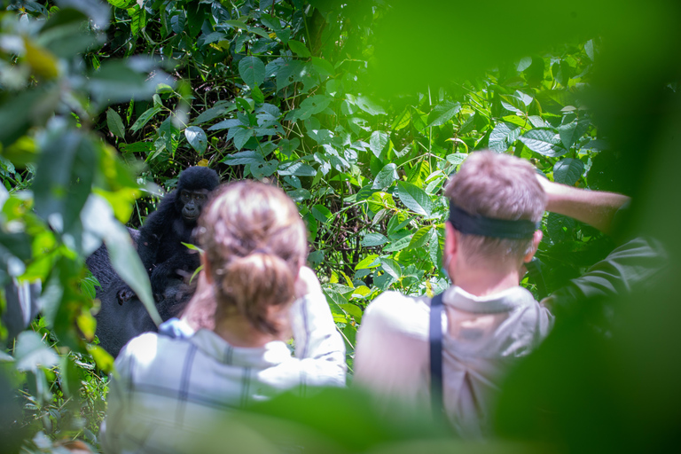 Uganda: 4-Day Gorilla Trekking and Wildlife Safari