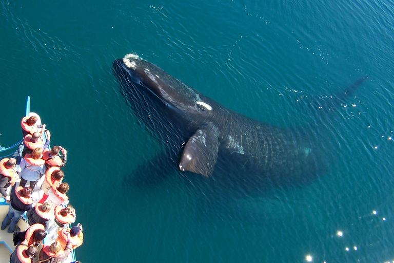 From Puerto Madryn: Full-Day Valdes Peninsula Tour