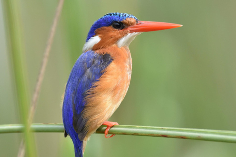 Salt Pans & Delta: Tour with game drives, mokoro & boat trip