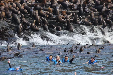 Da Lima: Nuotare con i leoni marini alle Isole Palomino