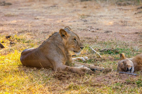 Da Nairobi: Safari di 3 giorni nella Riserva Nazionale di Samburu