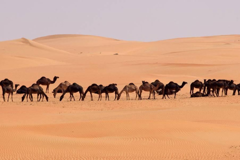 Salalah: Sunset Desert Safari Adventure in Empty Quarter