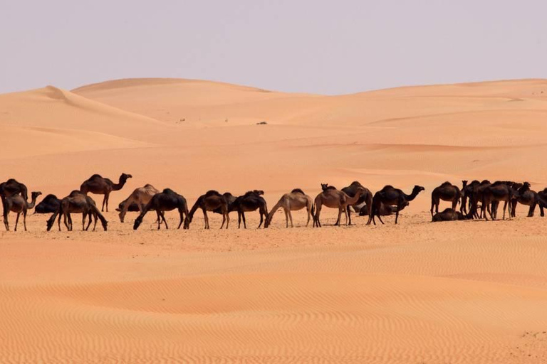 Salalah: Sunset Desert Safari Adventure in Empty Quarter