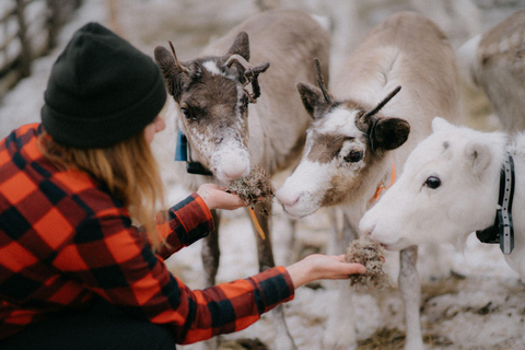 Levi: Snowshoeing and Reindeer Farm Visit Snowshoeing and Reindeer Farm Visit