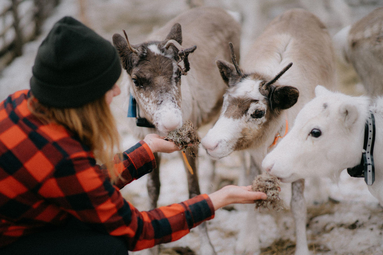 Levi: Snowshoeing and Reindeer Farm Visit Snowshoeing and Reindeer Farm Visit